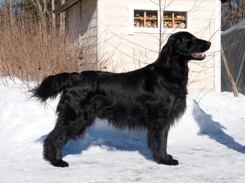 Flat Coated Retriever Sniffens Star of Paronis
