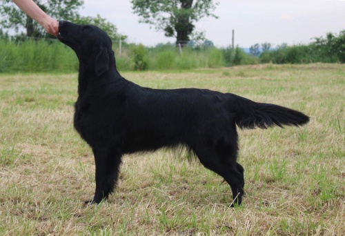 Flat Coated Retriever May God Bless You Oasis of Peace