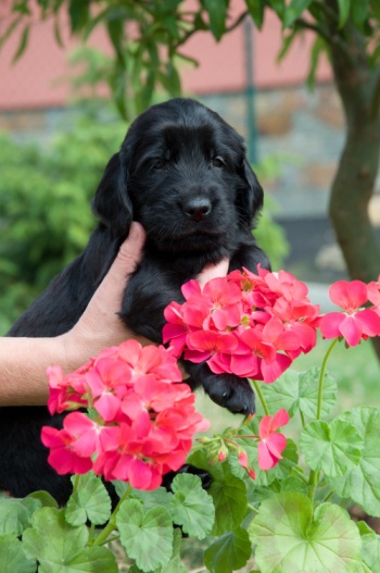 Flat Coated Retriever Never Give Up Oasis of Peace