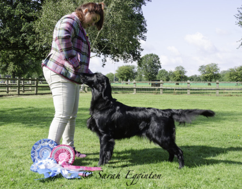 Flat Coated Retriever ShCH Never Say Never Oasis of Peace Wizzie