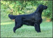 Flat Coated Retriever Flatham's Häjlt Å Hoole Hajna