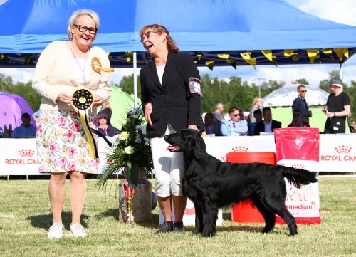 Flat Coated RetrieverRomance In Verona Oasis of Peace