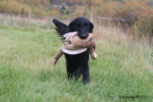 Flat Coated Retriever Rainesgift Over The Moon