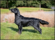 Flat Coated Retriever Polar Aurora Oasis of Peace Tira