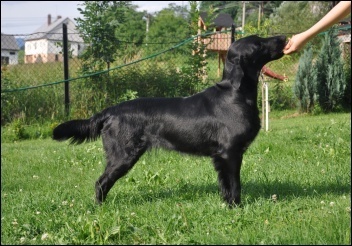 Flat Coated Retriever Flamboyant Winnie Oasis of Peace