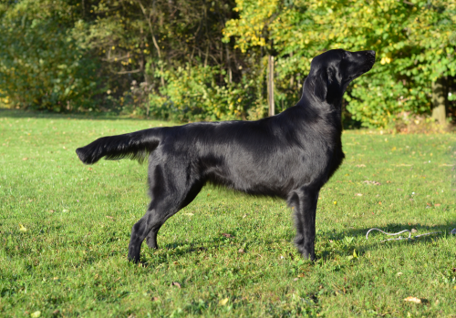 Flat Coated Retriever Zoe Skyfall Cedletes Oasis of Peace