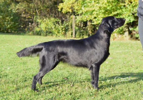 Flat Coated Retriever Zoe Skyfall Cedletes Oasis of Peace