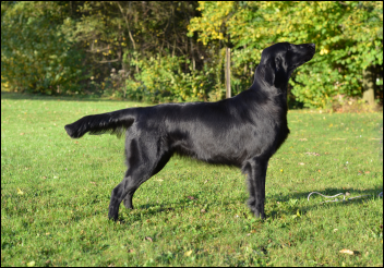 Flat Coated Retriever Skyfall Cedletes Oasis of Peace