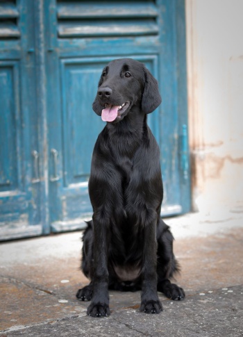 Flat Coated Retriever Zoe Skyfall Cedletes Oasis of Peace