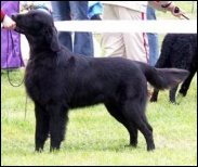 Flat Coated Retriever O Flanagan Vice Versa