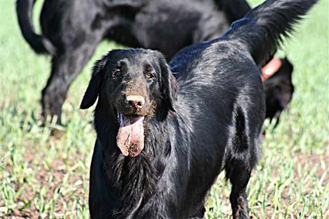 Flat Coated Retriever - Amulet for luck Oasis of Peace