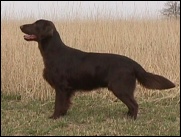 Flat Coated Retriever Java