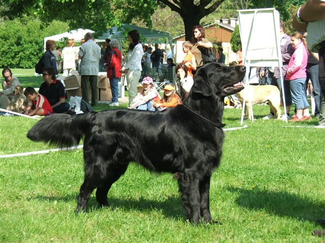 Flat Coated Retriever - Absolutely perfect Oasis of Peace