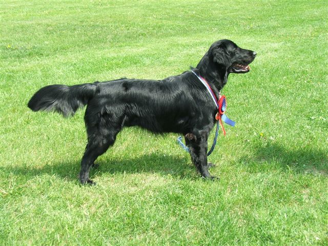Flat Coated Retriever - Absolutely perfect Oasis of Peace