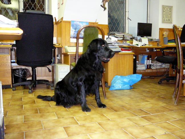 Flat Coated Retriever - Acme of perfection Oasis of Peace