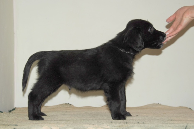 Flat Coated Retriever - Buenos Aires Oasis of Peace