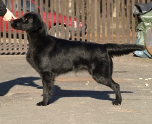 Flat Coated Retriever - Darling Oasis of Peace