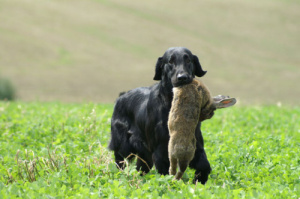 Flat Coated Retriever - Diesel Oasis of Peace