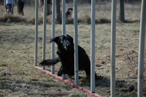 Flat Coated Retriever Deborah Oasis of Peace 2012